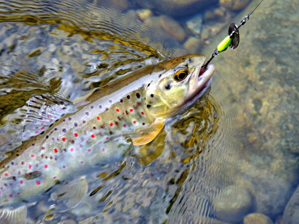 Lingurita rotativa Smith AR-S Spinner Trout 6g 08 - imagine 3